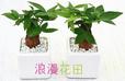 編號:lmht0347發(fā)財樹一顆