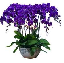 室内高档花卉   紫色蝴蝶兰