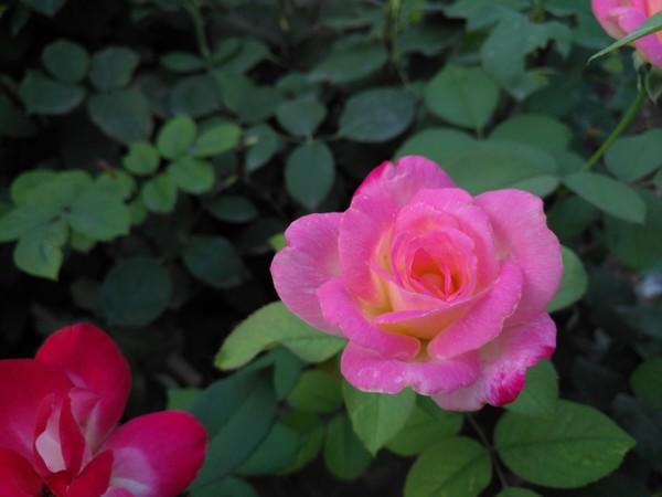 華為麥芒5評測:驍龍625助陣 續航完美