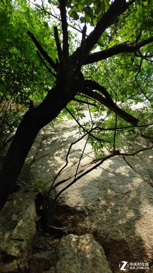 中興天機7拍照功能評測 中興AXON天機7實拍樣張