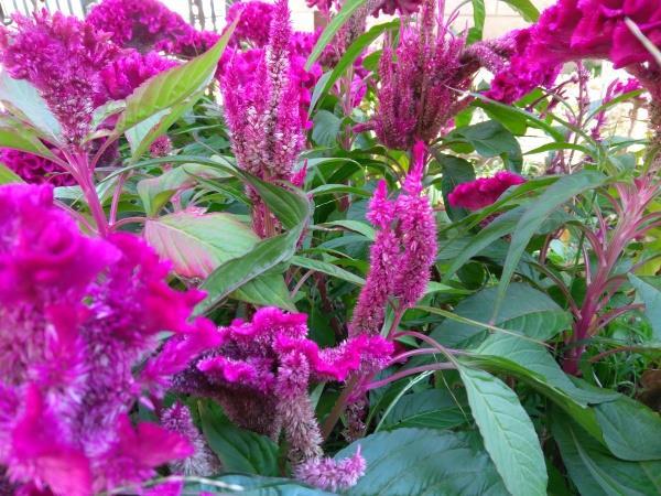 誰秒殺誰？聯想ZUK Z2大戰小米紅米Pro