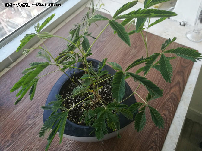 1+1一定比1好?主流單雙攝手機效果對比
