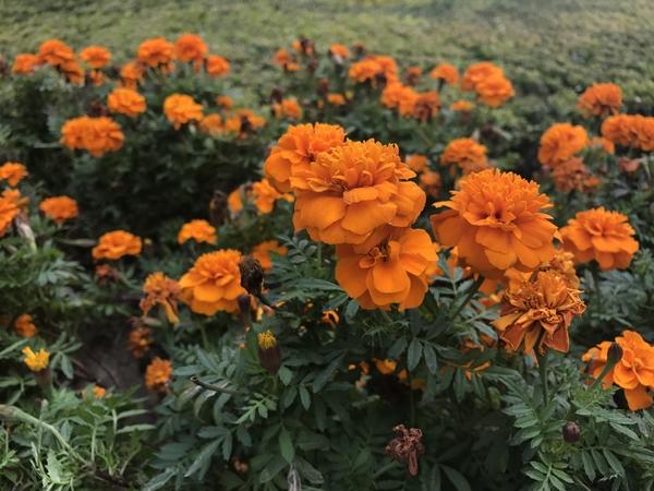 iPhone 7P拍照強?ZenFone 3尊爵不服