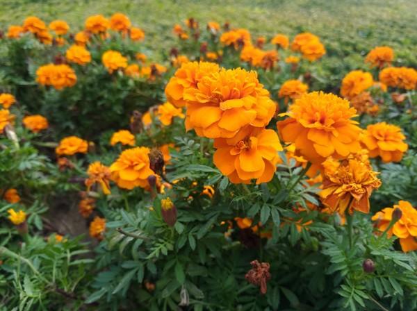 iPhone 7P拍照強?ZenFone 3尊爵不服