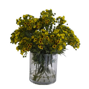 黃色蜂蜜花