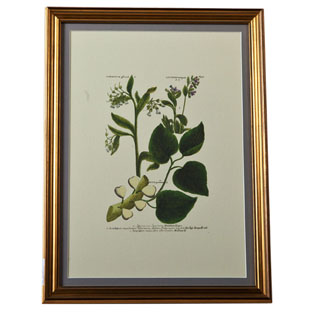 装饰画(植物)AN399-K103.590*440
