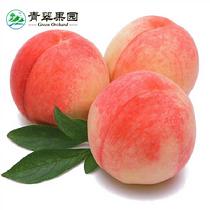 山東泰安肥城水蜜桃大紅袍9個(gè)裝2.5KG