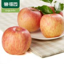 譽(yù)福園山東煙臺(tái)棲霞蘋果紅富士10斤裝(5000g)5000g
