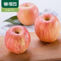 譽福園山東煙臺棲霞紅富士蘋果12枚裝單果80至85mm皮薄汁多12枚