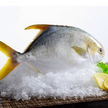 GUOLIAN金鯧魚300/400700g兩條裝