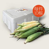 八方六禾【預售8月2日發貨】甜蜀黍生鮮玉米棒即食水果玉米甜玉米當日采摘10根裝2900g