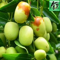 果為食云南蒙自金絲蜜棗1.5kg