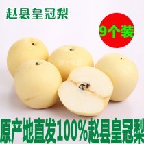 【順豐包郵】全國陸運配送趙縣正宗皇冠梨5.5斤禮盒裝無