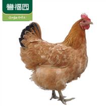 譽福園橘林農家散養雙蓮土雞1200g(1只裝)1200g