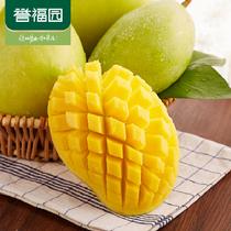 譽福園四川攀枝花凱特芒果5斤裝2.5kg