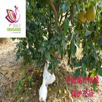 禽仙子林下全生態蜜柚烏雞750g