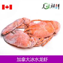 豐菜堂加拿大冰水大龍蝦.350g*2只