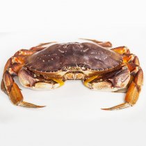 獐子島獐子島進口熟凍珍寶蟹900g
