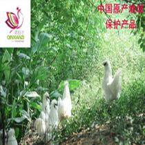 禽仙子林下全生態(tài)快樂多維雞750g