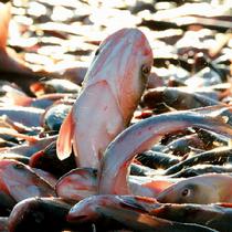 查干湖1號胖頭魚王一條普通裝15斤7.5kg*1條