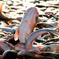 查干湖1號胖頭魚王一條普通裝15斤7.5kg*1條