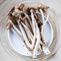 加利利鮮茶樹菇150g