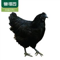 誉福园三峡黑鸡橘林农家散养黑骨鸡2.5斤(1只装)1.25kg