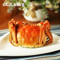 玖久鮮陽澄湖大閘蟹實(shí)物優(yōu)享明日之星禮盒5對(預(yù)計(jì)9月23號左右發(fā)貨公4.6-4.9兩；母3.2-3.5兩