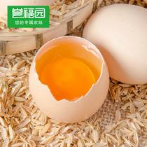 譽(yù)福園橘園散養(yǎng)初生蛋1400g(40枚裝)1400g