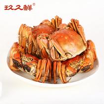 玖久鮮陽澄湖大閘蟹實(shí)物優(yōu)享逸家禮盒5對(預(yù)計(jì)9月23號左右發(fā)貨公3.5-3.9兩；母2.5-2.9兩
