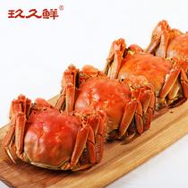 玖久鮮陽澄湖大閘蟹實物優享合家禮盒5對(預計9月23號左右發貨公3.0-3.4兩；母2.0-2.4兩