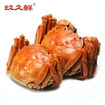 玖久鮮陽澄湖大閘蟹實物優享禮盒八面玲瓏4對(預計9月23號左右發貨)公蟹3.0-3.5母蟹2.0-2.5兩