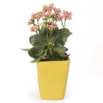 長壽花