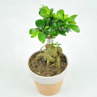 人參榕