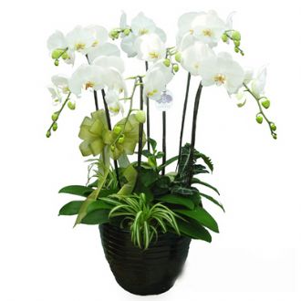 【臺糖蘭花】七梗白花7梗蝴蝶蘭