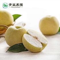 山東黃金梨6粒裝2500g