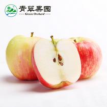 (8.25發(fā)貨)煙臺蘋果嘎啦2.5