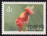 DM-特38-V(12-4)金魚(4分)