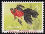 DM-特38-D(12-2)金魚(4分)