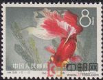 DM-特38-C(12-8)金魚(8分)