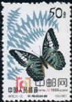 DM-特56-(20-20)蝴蝶(50分)
