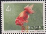 DM-特38-T(12-4)金魚(4分)