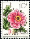 DM-特61-(15-12)牡丹(10分)
