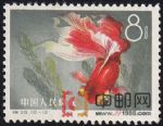 DM-特38-K(12-12)金魚(8分)