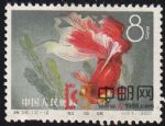 DM-特38-M(12-12)金魚(8分)