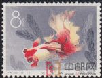 DM-特38-O(12-11)金魚(8分)