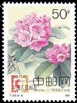 DM-T162-(8-5)杜鵑花(50分)