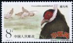 DM-T134-(2-1)褐馬雞(8分)