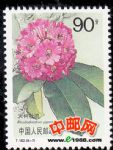 DM-T162-(8-7)杜鵑花(90分)