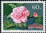 DM-T37-(10-9)云南山茶花(60分)